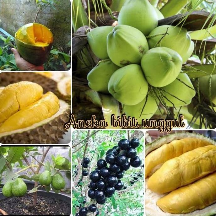 

Terlaris Paket 6- Bibit Mangga-Bibit Kelapa-Bibit Durian-Bibit Jambu-Anggur