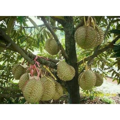 

Terlaris Bibit Durian Bawor Super, Okulasi, Daging Tebal. Murah