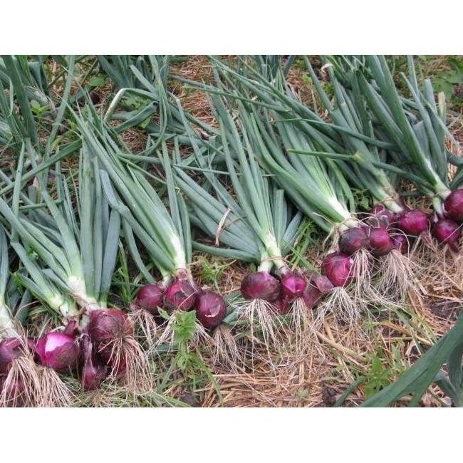 

Terlaris 100 Benih Bawang Merah Lokananta F1 Hibrida Bibit Tanaman Sayuran Mgi