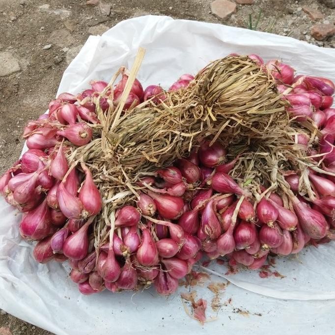 

Terlaris Kualitasterbaik- Bawang Merah Super Dan Bibit Bawang Merah Varietes Thailand Jawa Timur