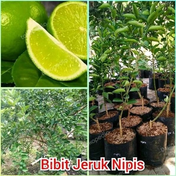 

Terlaris Tanaman Bibit Buah Jeruk Nipis Super Jumbo Mantab