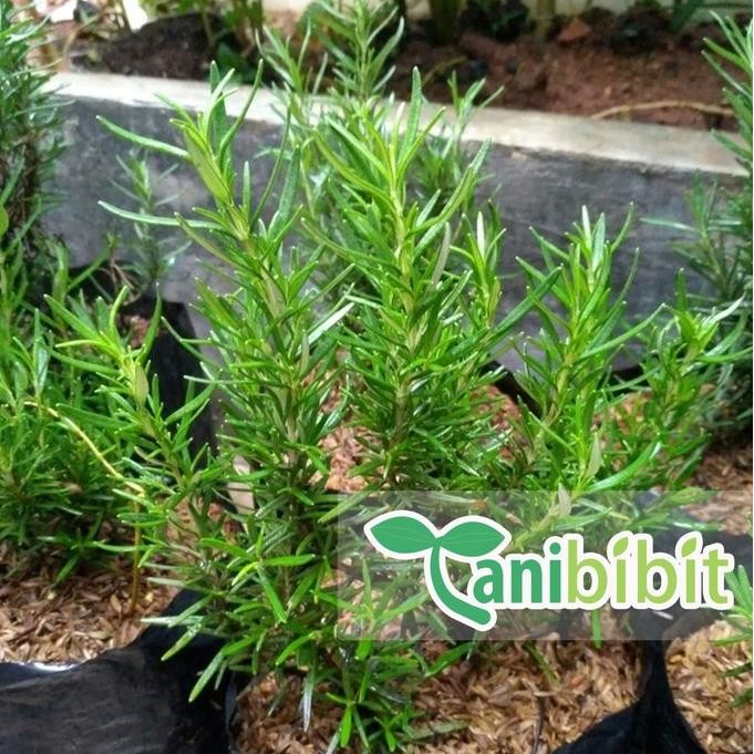 

Terlaris Bibit Tanaman Rosemary (Obat Herbal)