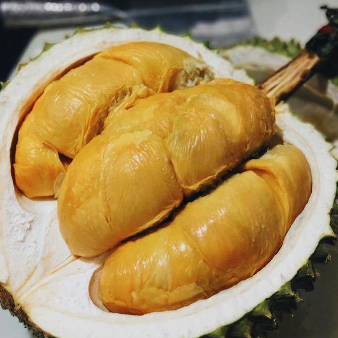 

Terlaris Bibit Buah Durian Duri Hitam Manis