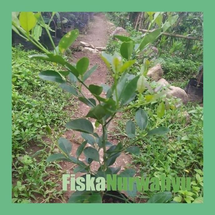 

Terlaris Fn7 Bibit Tanaman Jeruk Nipis | Pohon Jeruk Nipis | Okulasi | Cepat