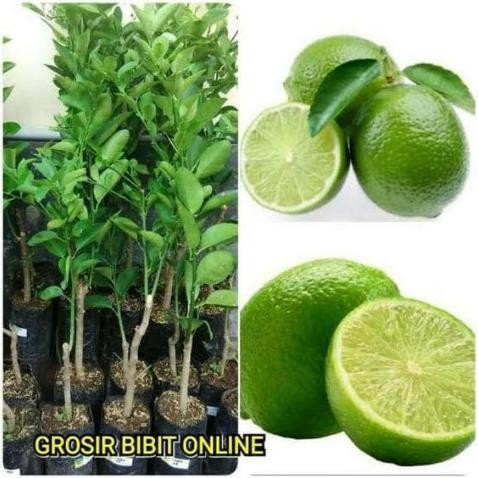 

Terlaris Bibit Tanaman Buah Jeruk Nipis Jumbo Siap Berbuah / Pohon Jeruk Nipis Bibit Tanaman Super Unggul