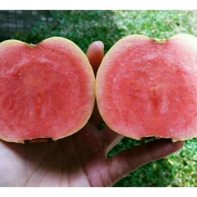 

Terlaris Terlaris Bibit Tanaman Jambu Sukun Merah Cangkok Oyee