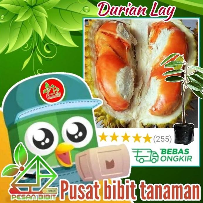 

Terlaris Bibit Tanaman Buah Durian Lay Durian Orange Durian Paling Manis