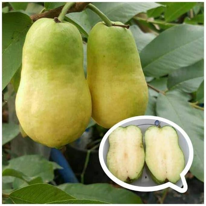 

Terlaris Bibit Tanaman Jambu Sukun Farang Thailand