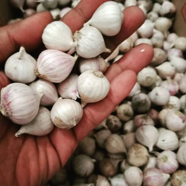 

Bawang Putih Tunggal / Lanang Import Super 500Gram AST nUg