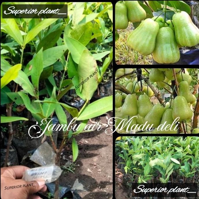 

Terlaris Bibit Buah Tanaman Jambu Air Madu Deli Mdh