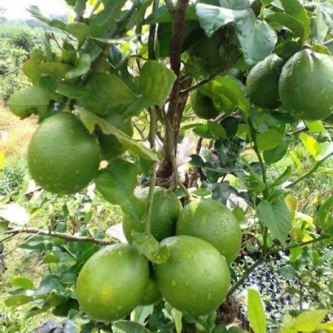 

Terlaris Bibit Tanaman Buah Jeruk Nipis Asli/ Jeruk Nipis Unggul Ber Laris