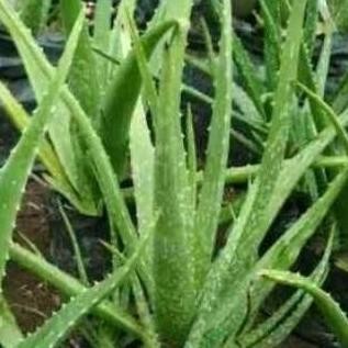 

Terlaris Bibit Tanaman Lidah Buaya