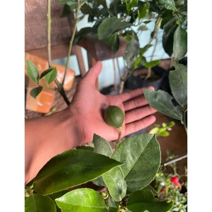 

Terlaris Bibit Jeruk Nipis Sudah Berbuah Super Wolglu 9499Yk