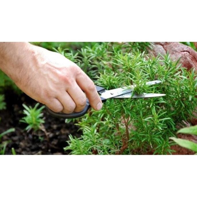 

Terlaris Benih-Bibit Herba Rosemary (Haira Seed)