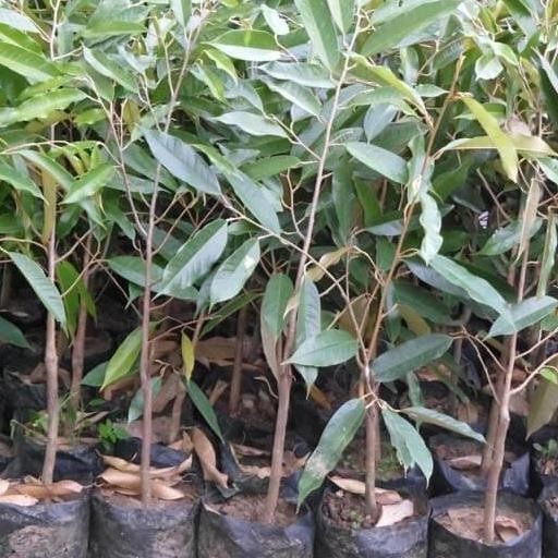 

Terlaris Bibit Durian Tekha Tinggi 1 Meter