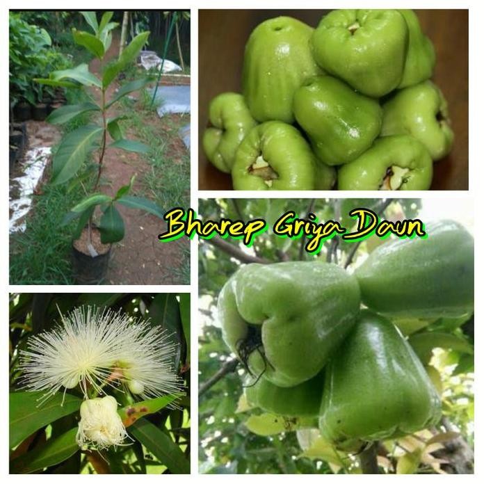 Terlaris Bibit Jambu Air Madu Super Green