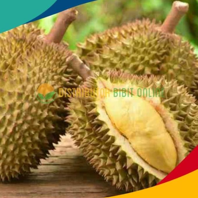 

Terlaris Bibit Durian Bawor Bibit Unggulan