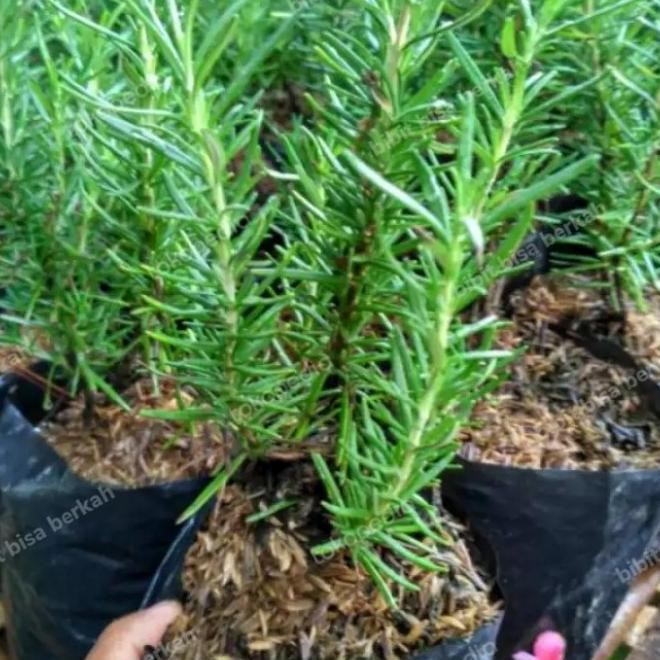 

Terlaris Benih Bibit Tanaman Rosemary Asli Original Unggul