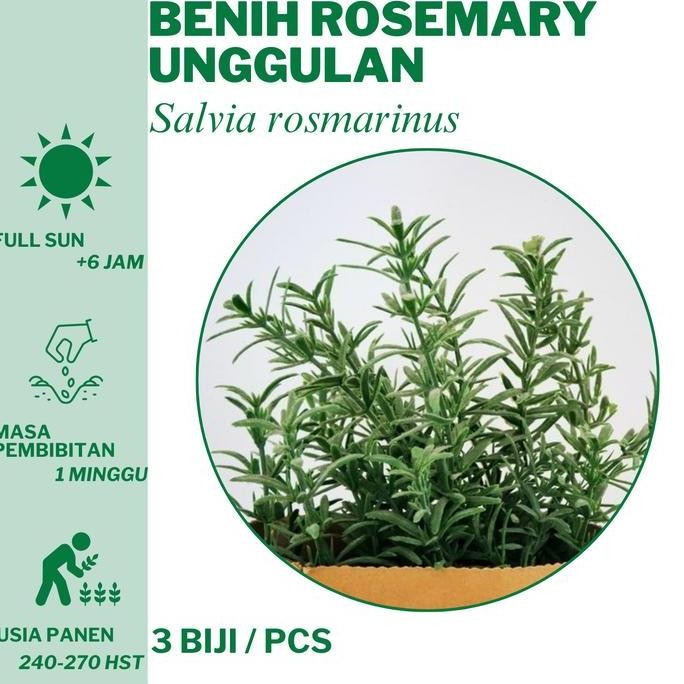 

Terlaris 307 Benih Rosemary Bibit Unggulan Hidroponik Tanam