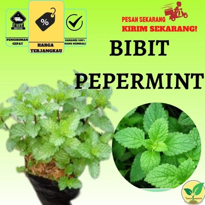 

Terlaris Best Seller Tanaman Obat Daun Mint - Papermint Bibit Tanaman Herbal Pepermint Pohon Hidup