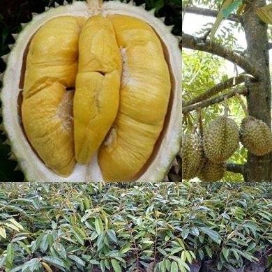 

Terlaris 90 Cm Bibit Durian Bawor