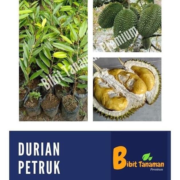 

Terlaris Bibit Durian Petruk (Bibit Tanaman Premium)