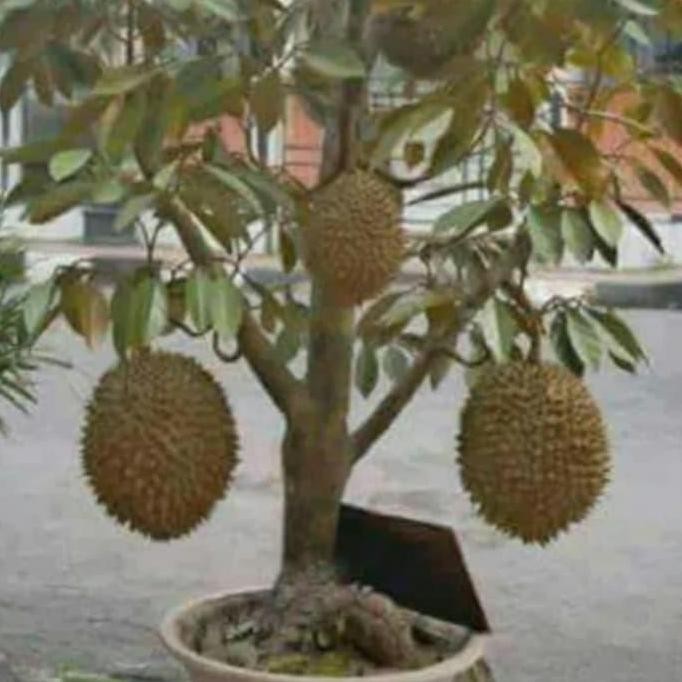 

Terlaris Durian Buah Durian Montong(Bisa Berbuah Dalam Pot)Bibit Super