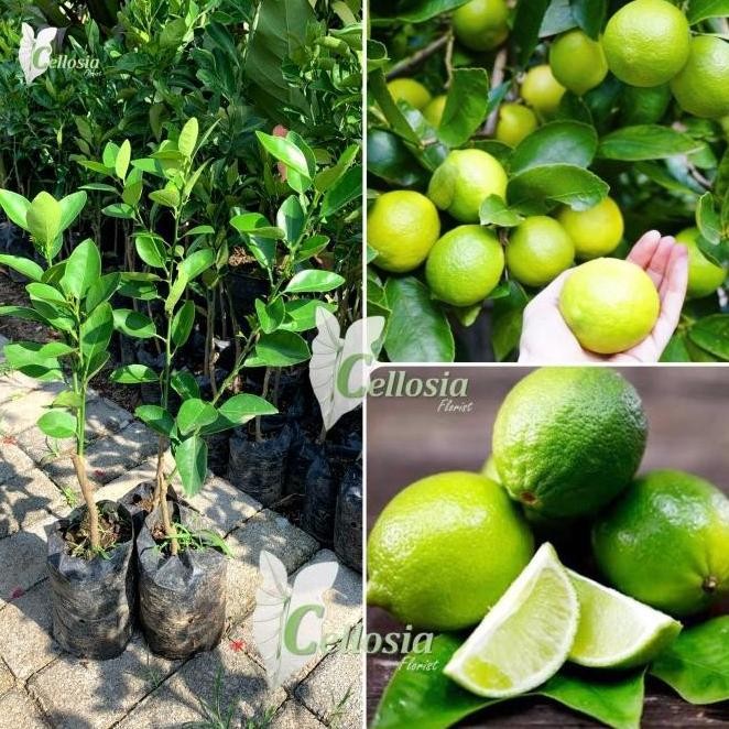 

Terlaris Bibit Tanaman Buah Jeruk Nipis Bumbu / Jeruk Pecel Okulasi Ax