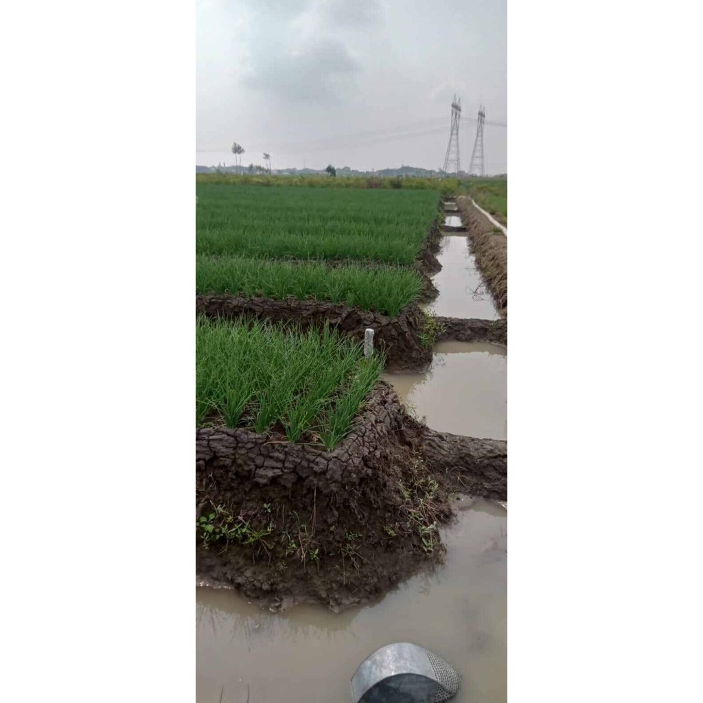 

Terlaris Bibit Bawang Merah Asli Brebes 40 Hsp 1Kg