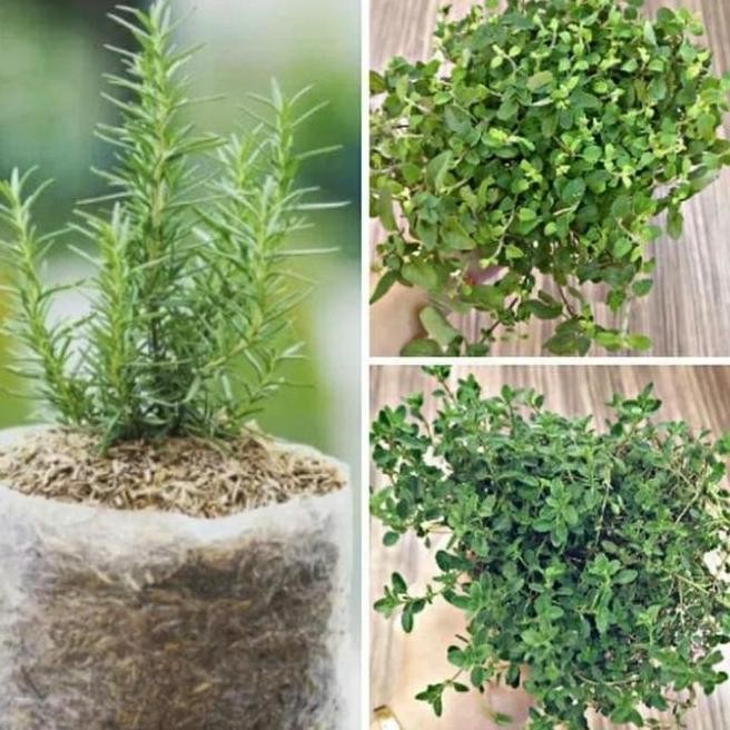 

Terlaris Ready Paket 3 Bibit Tanaman Rosemary, Thyme, Oregano