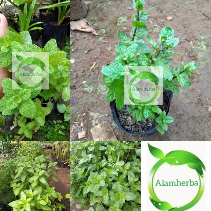 

Terlaris Bibit Pohon 4Jenis Mint Daun Mint Herbal