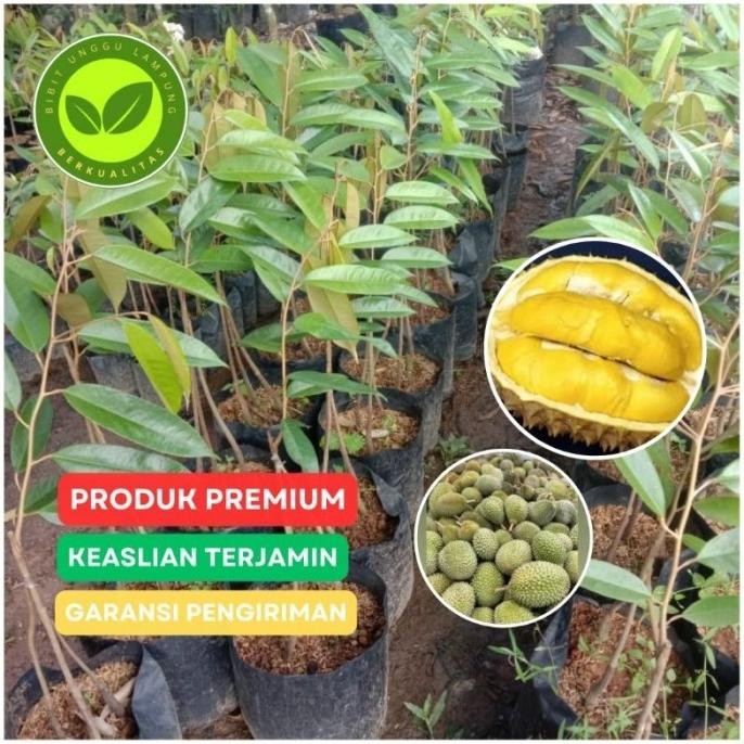 

Terlaris Bibit Durian Musangking Kaki 3 Tanaman Okulasi