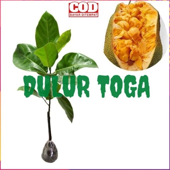 

Terlaris Obral Bibit Tanaman Buah Buahan Cempedak Durian Berkwalitas Dan Murah