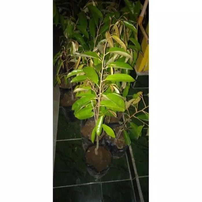 

Terlaris Bibit Durian Tembaga Super
