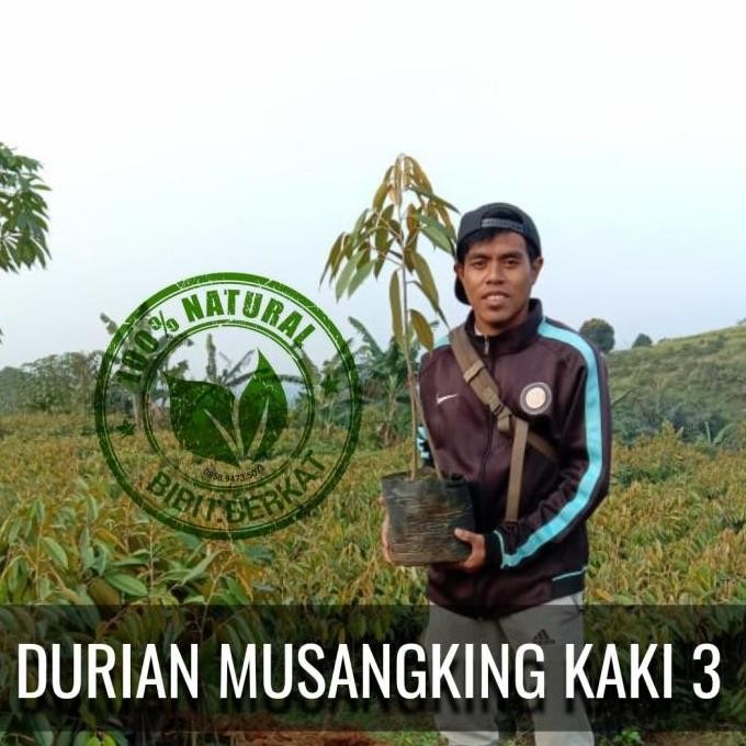 

Terlaris Promo Hemat 10 Bibit Durian Musangking Kaki 3, Gratis Bibit Pala