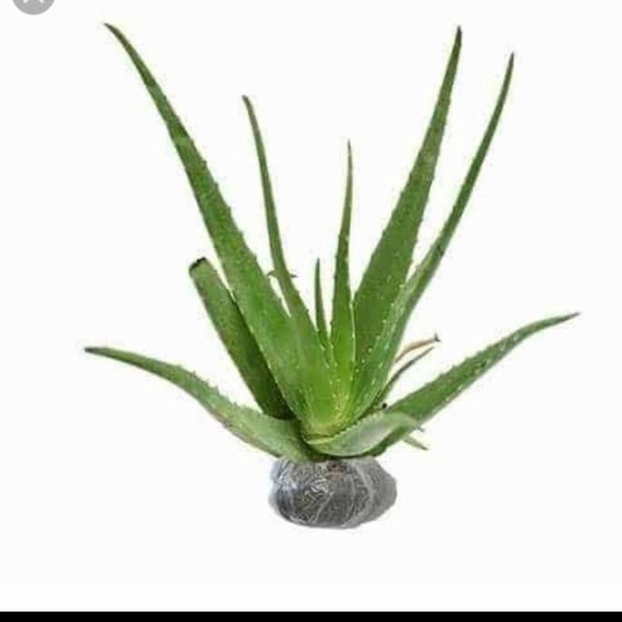 

Terlaris Bibit Tanaman Herbal Lidah Buaya/Tanaman Herbal Lidah Buaya