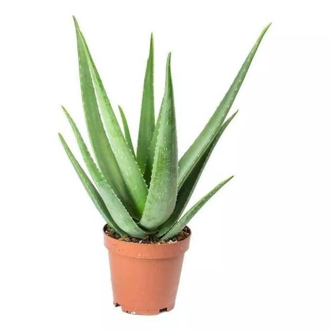 

Terlaris Bibit Tanaman Herbal Pohon Lidah Buaya(Aloevera)