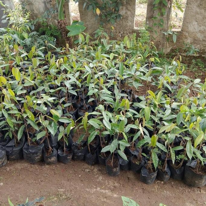 

Terlaris Bibit Durian Musang King Dan Montong