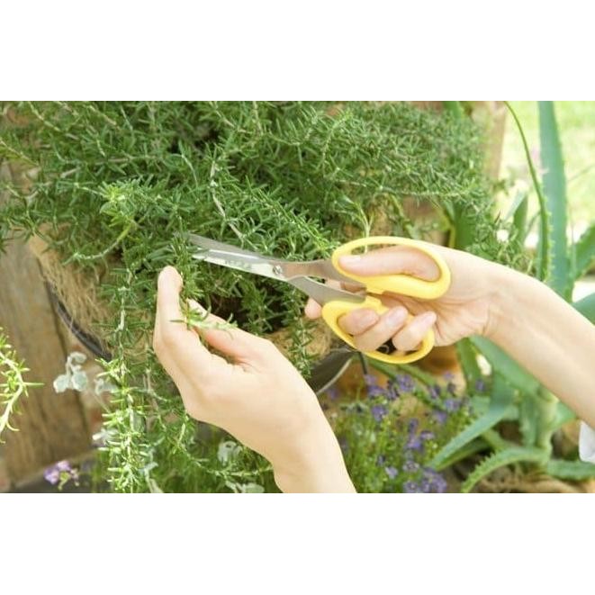 

Terlaris Terbaik Benih-Bibit Herba Rosemary (Haira Seed) 25.25