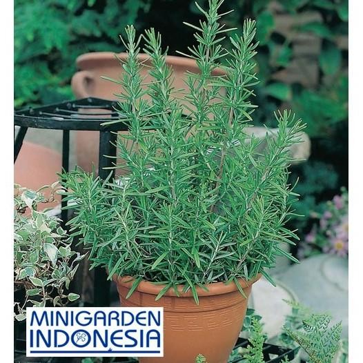 

Terlaris Benih Herbal Rosemary Eceran 2 Biji F1 Bibit Tanaman Obat Sayur Sayuran Herb