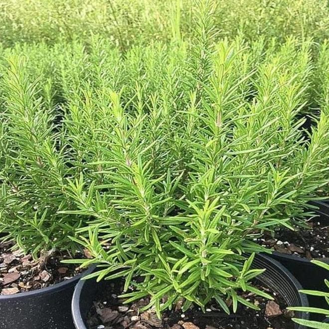 

Terlaris Qwertty Shop| Benih Biji Bibit Herb Rosemary 15 Butir Tanaman Herba Haira Seed Terlaris Langsung Cekout