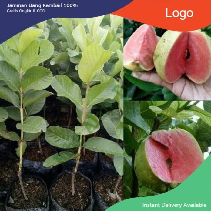 

Terlaris Bibit Buah Jambu Sukun Tanpa Biji