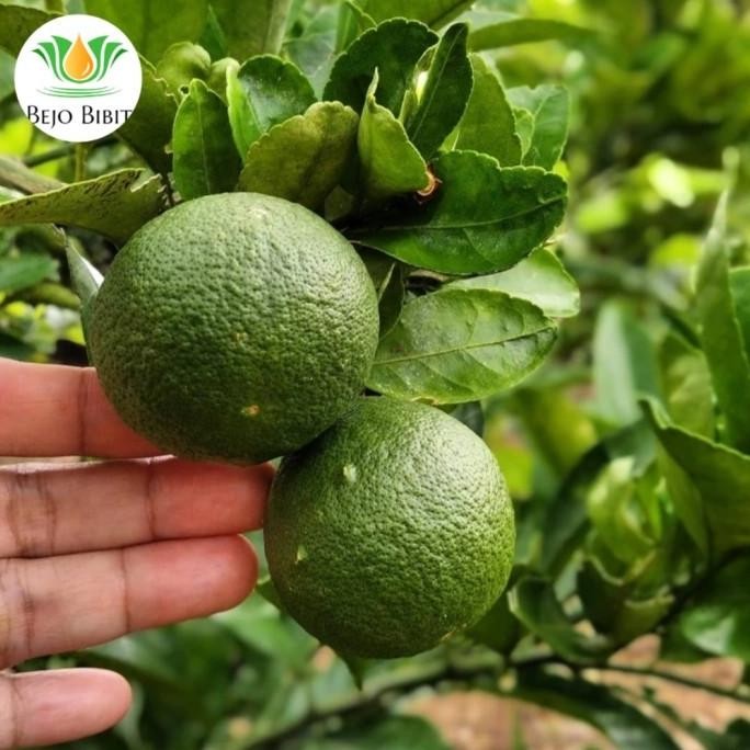 

Terlaris Bibit Tanaman Buah Jeruk Nipis Murah-Bibit Jeruk Nipis Super Barang Super