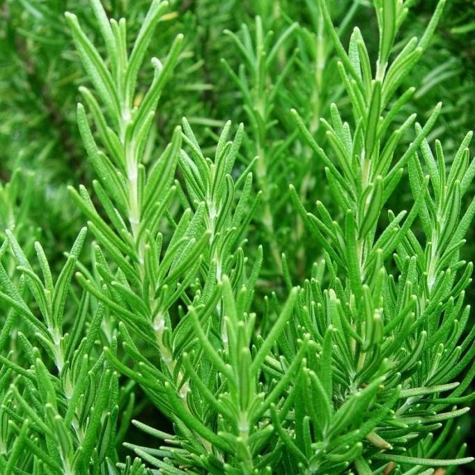 

Terlaris Readyyy Tanaman Hias Rosemary Herbal Wangi Harum Bibit/Benih