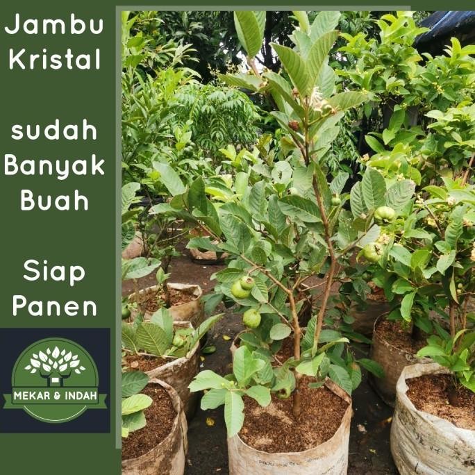 

Terlaris Bibit Tanaman Jambu Kristal / Pohon Jambu Kristal Besar