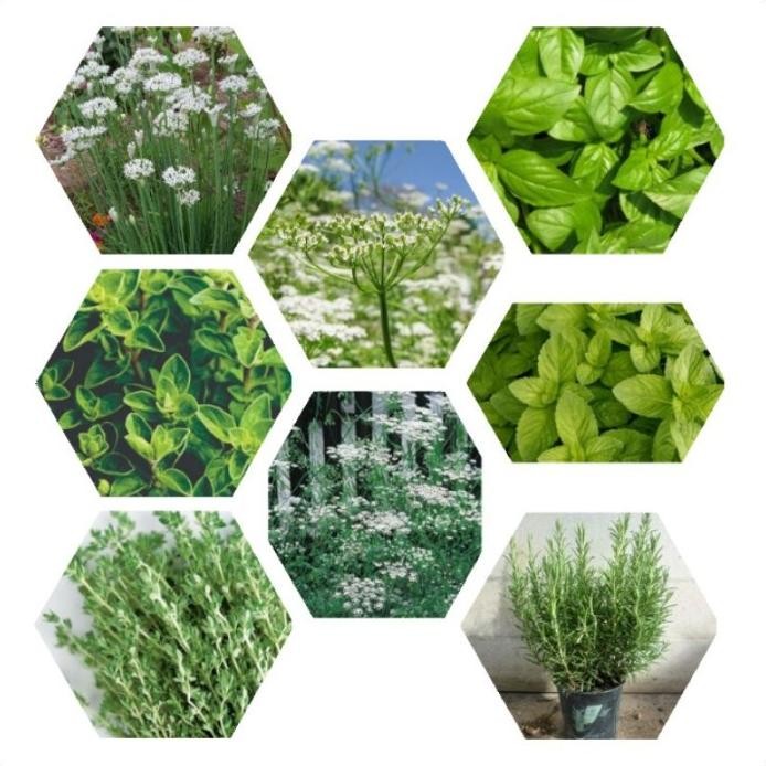 

Terlaris Ready Paket 8 Jenis Bibit Benih Herb Thyme Oregano Rosemary Garlic Mint Cumin Anise