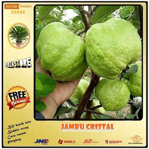 

Terlaris Promo Biji/Benih/Bibit Buah Jambu Cristal /20 Biji