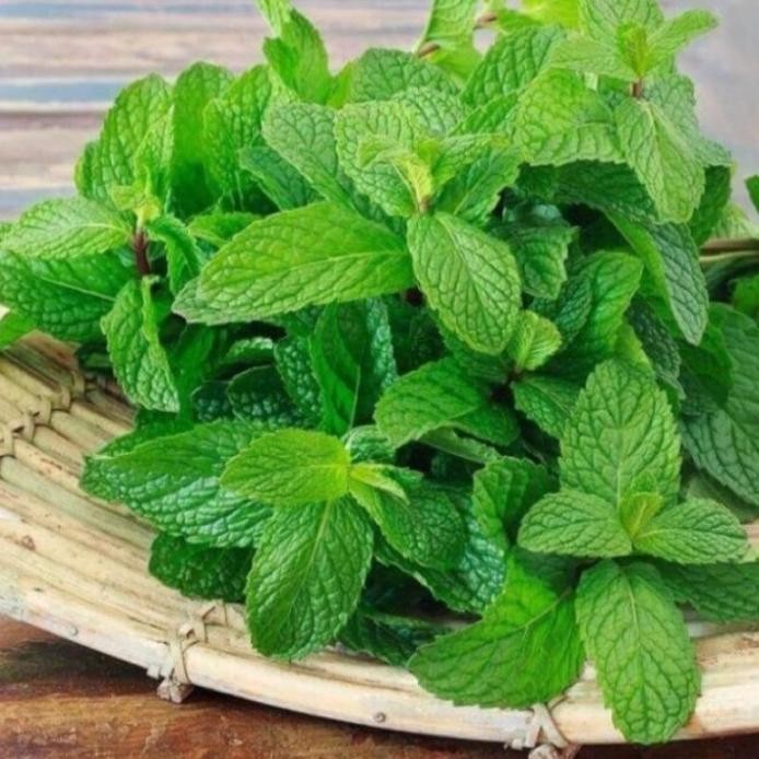 

Terlaris ( Bisa Cod ) Bibit Tanaman Daun Mint / Pohon Daun Mint Tanaman Herbal Pepermint