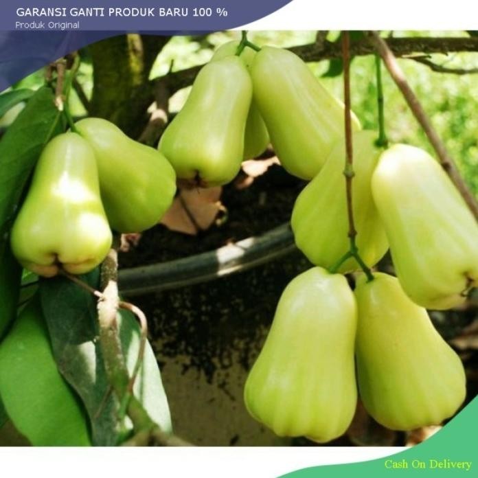 

Terlaris Bibit Jambu Air Madu Delhi Super