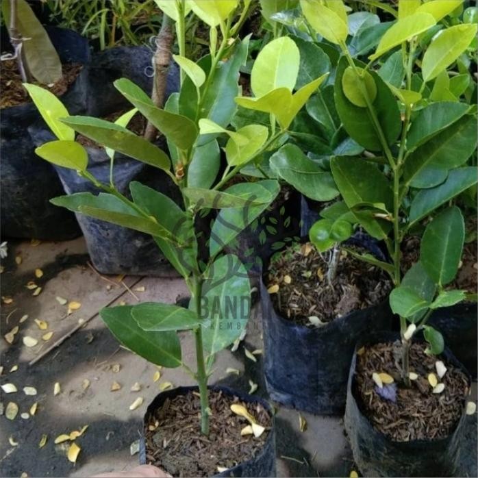 

Terlaris Bibit Buah Jeruk Nipis Bibit Tanaman Hias Sudah Berbuah Buplwu 1318Fm